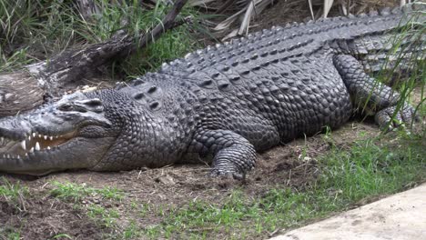 Large-salt-water-crocodile-in-captivity