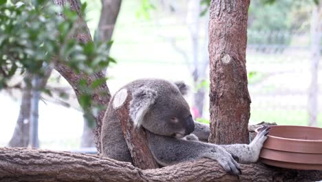 Australian-Koala-sleeping-in-a-tree-in-captivity