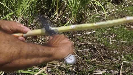 Nahaufnahme-Des-Arms-Eines-Lokalen-Kubanischen-Bauern,-Der-Zuckerrohr-Mit-Einer-Traditionellen-Machete-Schneidet