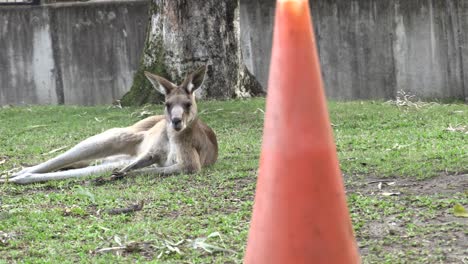Australian-Kangaroo-laying-on-grass-in-captivity