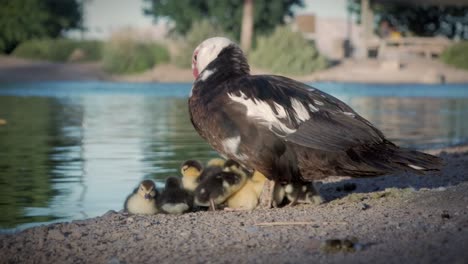 Cute-beautiful-ducklings-cuddling-under-her-mother-while-she-is-standing-next-to-a-lake