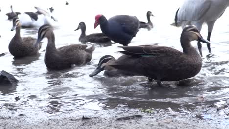 Birds-feeding-at-the-edge-of-a-lagoon