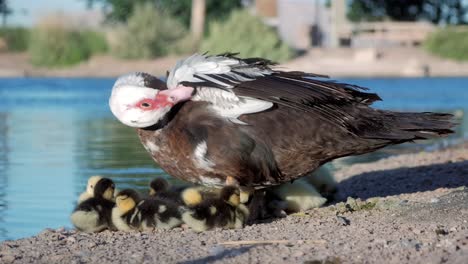 Cute-beautiful-ducklings-cuddling-under-her-mother-while-she-is-standing-next-to-a-lake