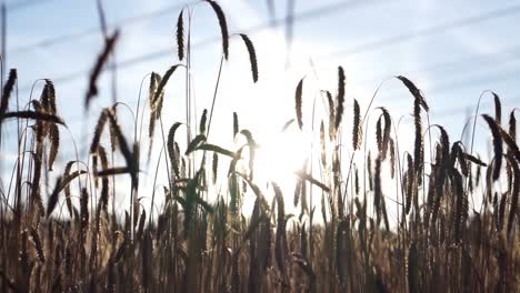 Langsame-Neigung-Eines-Weizenfeldes-Mit-Tief-Stehender-Sonne-Im-Hintergrund