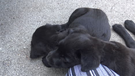 Cute-Newborn-Puppies-Resting-Outside