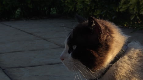 Nahaufnahme-Einer-Süßen-Katze-Bei-Sonnenuntergang