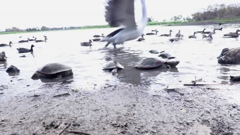 Turtles-and-birds-feeding-at-edge-of-lagoon