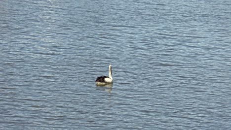 Pelican-Floating-in-Fitzroy-River,-Rockhampton