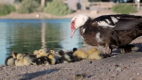 Cute-beautiful-ducklings-standing-next-to-her-mother-with-a-lake-on-the-side