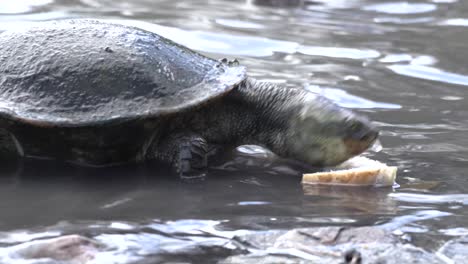 Turtle-feeding-on-bread-at-edge-of-lagoon