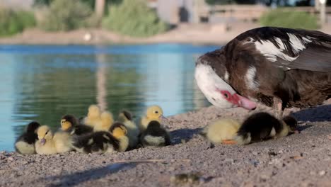 Cute-beautiful-ducklings-being-checked-by-her-mother-while-they-are-standing-next-to-a-lake