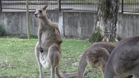 Australian-Kangaroo-in-captivity.-Scratching-back