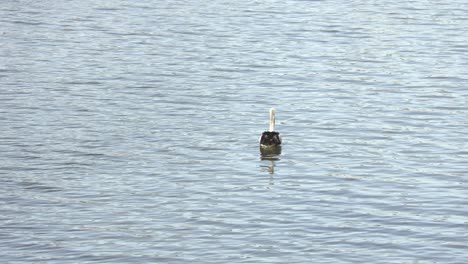 Pelican-Floating-in-Fitzroy-River,-Rockhampton