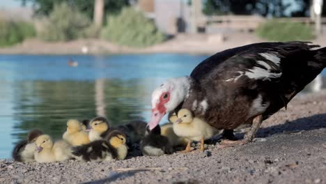 Cute-beautiful-ducklings-cuddling-under-her-mother-while-one-of-them-accidentally-falls