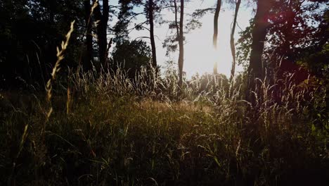low-angel-walking-through-peacefull-high-grass-on-a-forest-with-trees-and-sunset-in-the-background