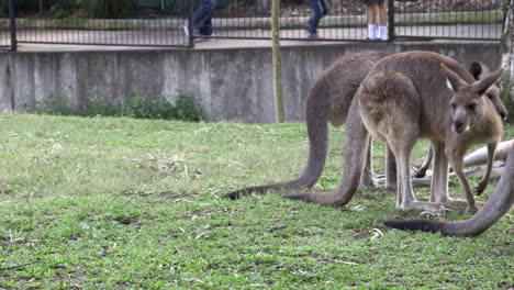 Group-of-Australian-Kangaroos-in-captivity