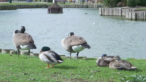 Two-Geese-and-Three-Ducks-Sitting-Together-Near-a-Pond