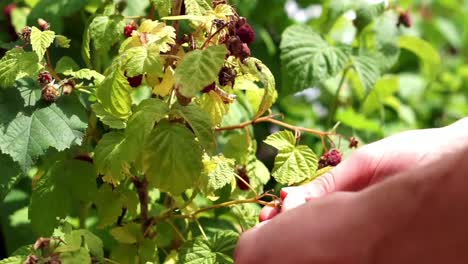 Close-up-of-a-human-hand-picking-and-harvesting-ripe-raspberries-from-a-bush-with-green-leaves