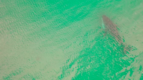 Aerial-view-of-Humpback-whale-in-the-ocean-off-the-coast-of-South-Africa