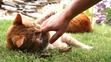 Close-up-of-orange-cat-in-the-grass-on-a-sunny-summer-day-playfully-biting-and-playing-with-a-human-hand