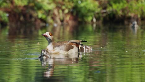 Mother-Goose-swims-with-babies