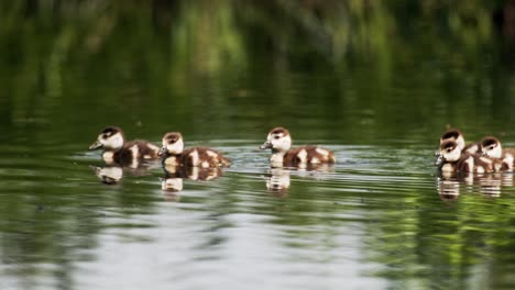 Baby-Geese-on-the-pond
