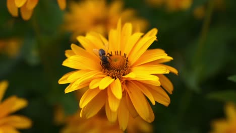 Close-view-of-bee-flying-and-sitting-on-bright-yellow-flowers,-harvesting-pollen-an-nectar,-focus-is-on-the-flower-and-bee,-background-is-blurry