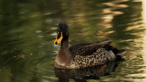 Yellow-billed-duck-swimming-on-the-pond