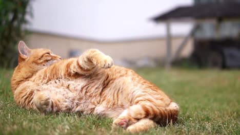 Orange-cat-laying-in-grass-in-the-garden-on-a-sunny-summer-day,-licking-and-cleaning-its-back-and-face,-always-aware-and-alarmed-of-its-surroundings