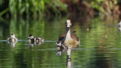Baby-Geese-with-mother-on-the-pond