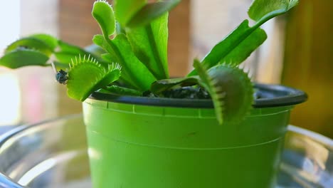 Handheld-close-up-of-fly-stumbling-on-Venus-flytrap-leaf