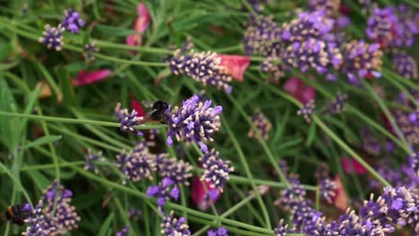 Hummel-Fliegt-Und-Sitzt-Auf-Der-Blüte-Eines-Lila-Lavendelstrauchs,-Ernte-Und-Pollen