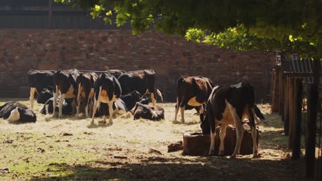 Vacas-Lecheras-Bebiendo-Agua-Y-Sentadas-Al-Sol