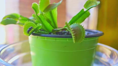 Handheld-close-up-of-Venus-flytrap-catching-and-eating-fly-after-it-is-triggered