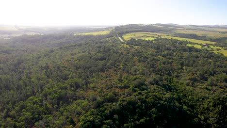 Aerial-view-of-woodland-in-South-Africa