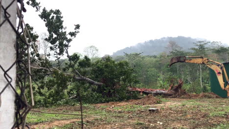 tree-falls-after-backhoe-uproots-it,-on-a-rainy-day-on-vacant-land