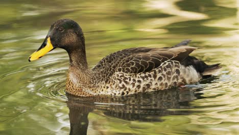 Yellow-Billed-Duck-swims-around-the-pond