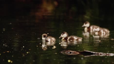 Baby-Egyptian-Geese-Swimming-and-eating