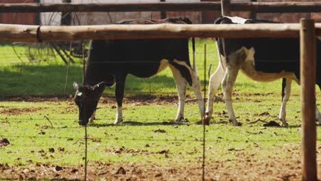 Vacas-Lecheras-Pastando-En-Pasto-Verde