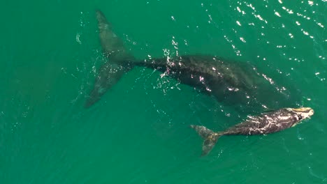 Aerial-view-of-Southern-Right-Whale-and-newborn-calf-in-False-Bay-at-Fish-Hoek,-South-Africa
