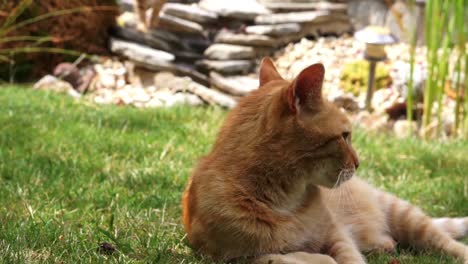 Close-up-of-orange-cat-relaxing-in-the-grass-and-enjoying-a-sunny-summer-day,-while-its-sibling-enters-the-background-and-lays-down-in-the-grass-as-well