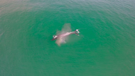 Aerial-view-of-Humpback-whale-in-the-ocean-off-the-coast-of-South-Africa