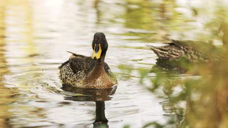 Two-Yellow-Billed-Duck-swimming-in-pond-peacefully