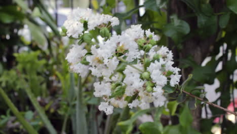 Flores-Blancas-En-Flor-Que-Soplan-Rápidamente-En-El-Viento