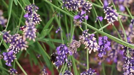 Bumblebee-flying-and-sitting-on-the-blossom-of-a-purple-lavender-bush,-harvesting-and-pollen