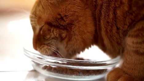 Close-up-of-an-orange-cat-eating-and-enyoing-cat-food-out-of-a-glass-bowl-indoors-on-white-floor-tiles