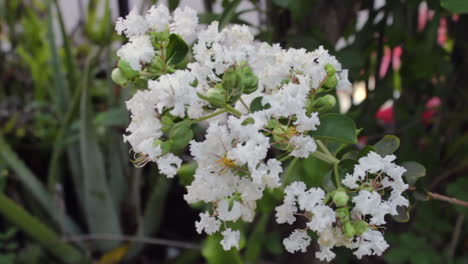 Weiße-Blumen-Blühen-Sanft-Im-Wind