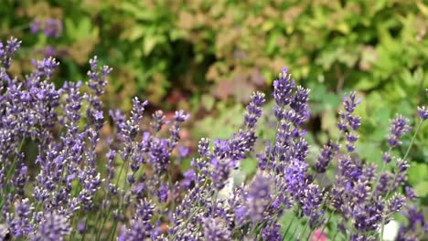 Bumblebee-flying-and-sitting-on-the-blossom-of-a-purple-lavender-bush,-harvesting-and-pollen