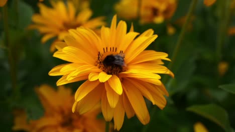 Nahaufnahme-Der-Biene,-Die-Auf-Leuchtend-Gelben-Blüten-Fliegt-Und-Sitzt,-Pollen-Und-Nektar-Erntet,-Der-Fokus-Liegt-Auf-Der-Blume-Und-Der-Biene,-Der-Hintergrund-Ist-Verschwommen