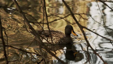 a-Yellow-Billed-Duck-swims-calmly-through-the-tranquil-water